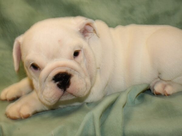 English Bulldog DOG Female Red and White 19033 Petland Dalton, Georgia