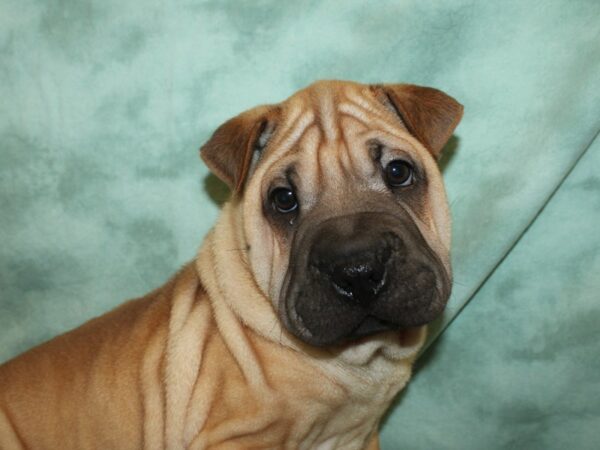 Ori Pei-DOG-Female-Fawn-19035-Petland Dalton, Georgia