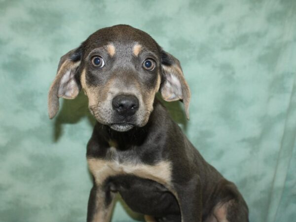 Catahoula Leopard Dog-DOG-Female-Gray-8536-Petland Dalton, Georgia