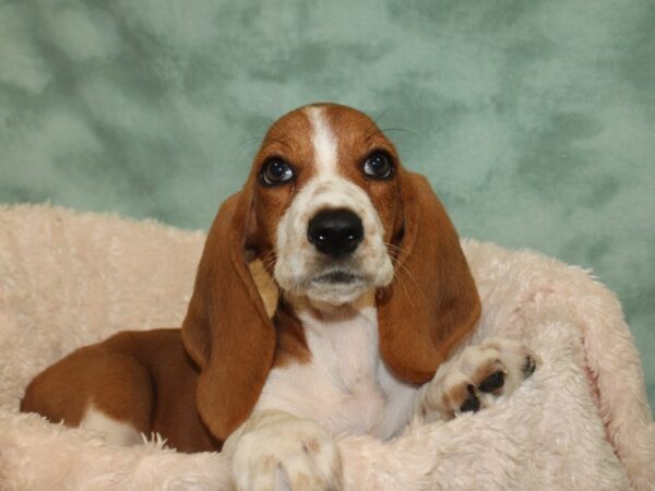 Basset Hound DOG Female Red and White 8537 Petland Dalton, Georgia