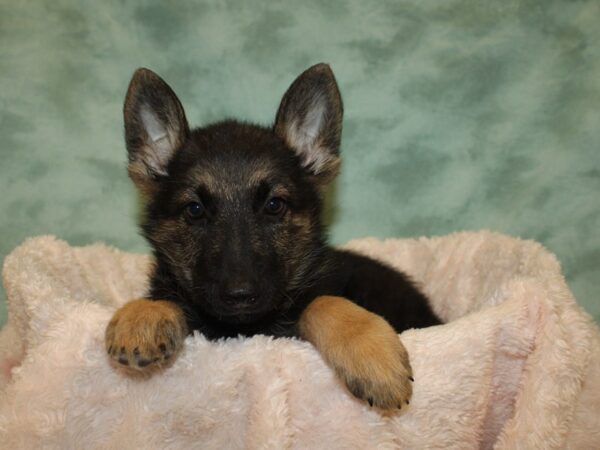 German Shepherd DOG Female 19037 Petland Dalton, Georgia