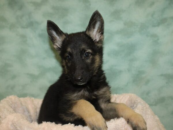 German Shepherd DOG Male 19038 Petland Dalton, Georgia