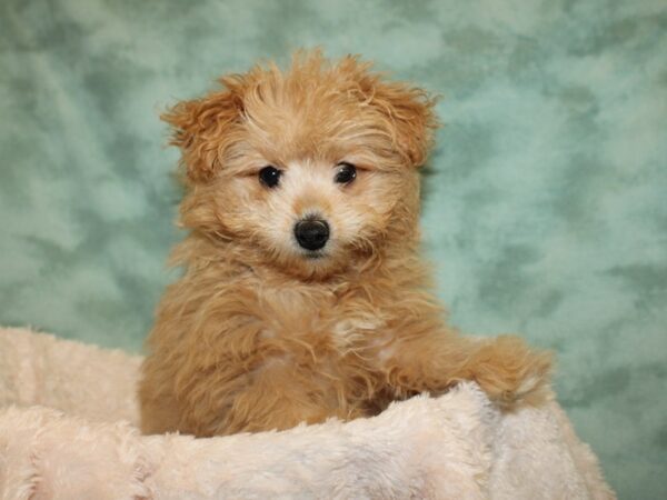 Pom-A-Poo DOG Male Fawn 19036 Petland Dalton, Georgia