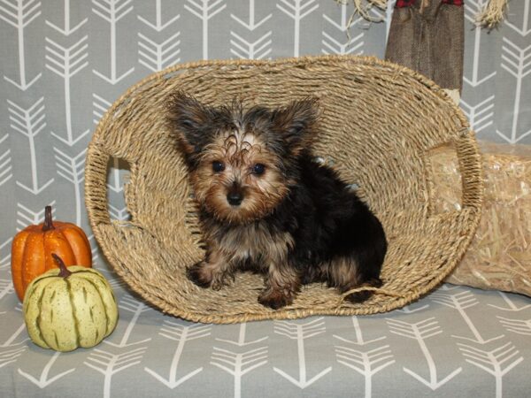 Yorkshire Terrier DOG Male Black / Tan 19040 Petland Dalton, Georgia