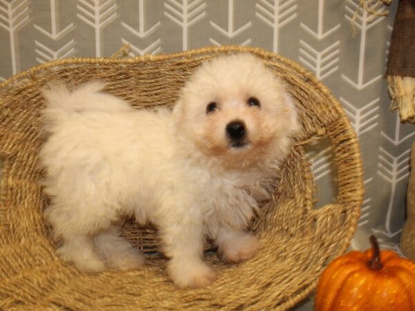 Bichon Frise DOG Male White 19043 Petland Dalton, Georgia