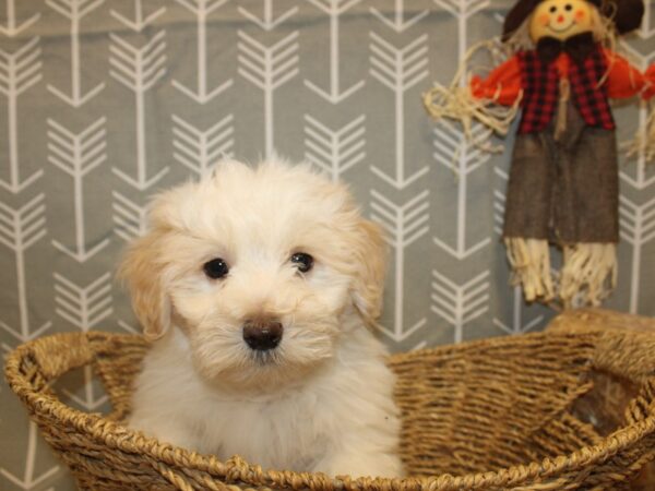 Coton De Tulear-DOG-Male-White-19045-Petland Dalton, Georgia