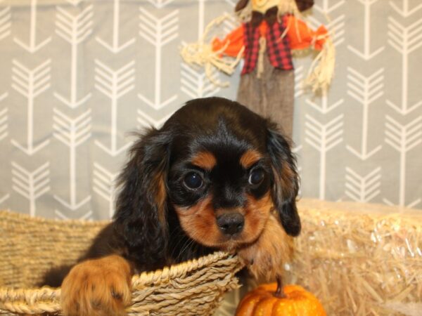 Cavalier King Charles Spaniel DOG Male Black and Tan 19044 Petland Dalton, Georgia