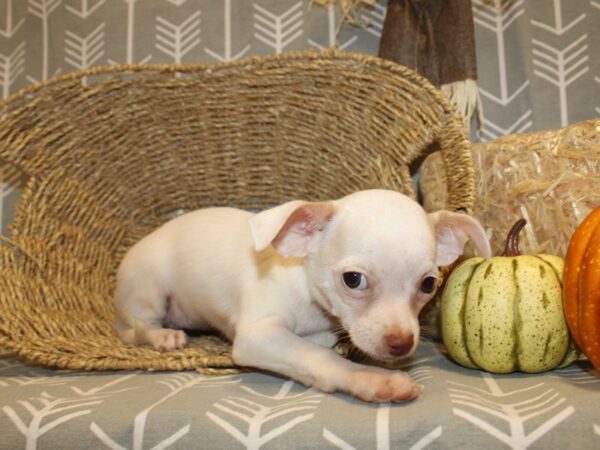 Chihuahua DOG Female White 8541 Petland Dalton, Georgia