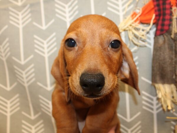 Dachshund DOG Male Red 8540 Petland Dalton, Georgia