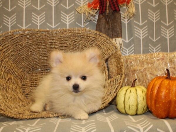 Pomeranian DOG Male Cream 8538 Petland Dalton, Georgia