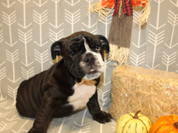 English Bulldog DOG Female Black / White 8539 Petland Dalton, Georgia