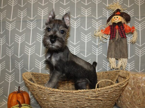 Miniature Schnauzer DOG Male Salt / Pepper 19039 Petland Dalton, Georgia