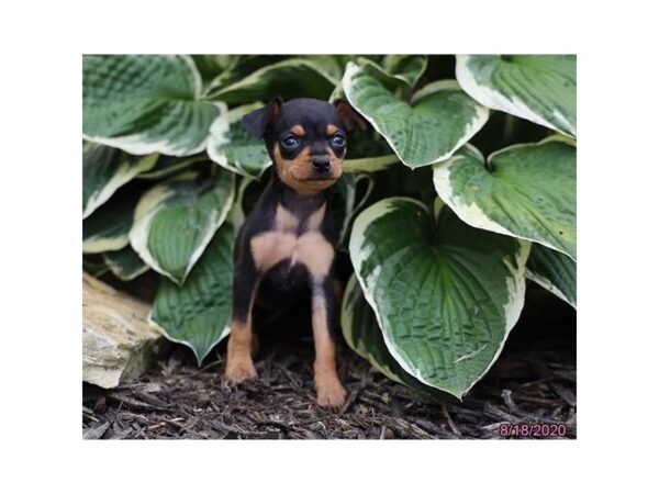 Miniature Pinscher DOG Female Black / Rust 8552 Petland Dalton, Georgia