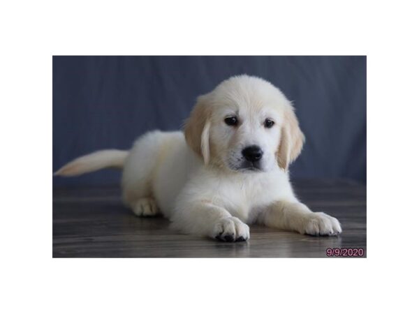 Golden Retriever DOG Male Cream 8553 Petland Dalton, Georgia