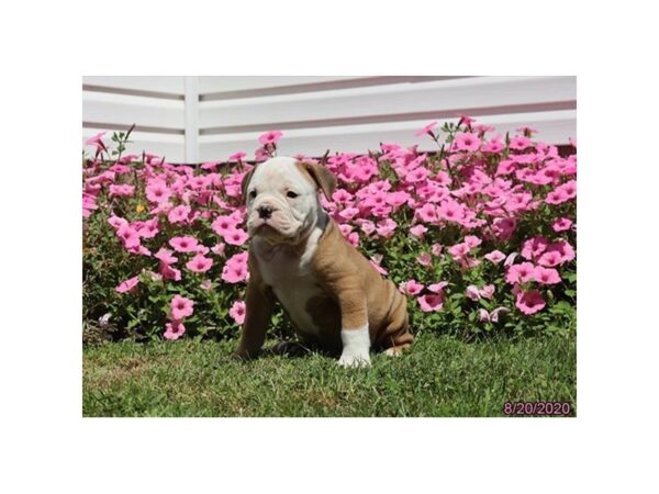 Olde Bulldog-DOG-Male-Brown / White-8555-Petland Dalton, Georgia