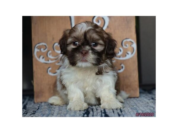 Shih Tzu DOG Female Chocolate / White 8558 Petland Dalton, Georgia