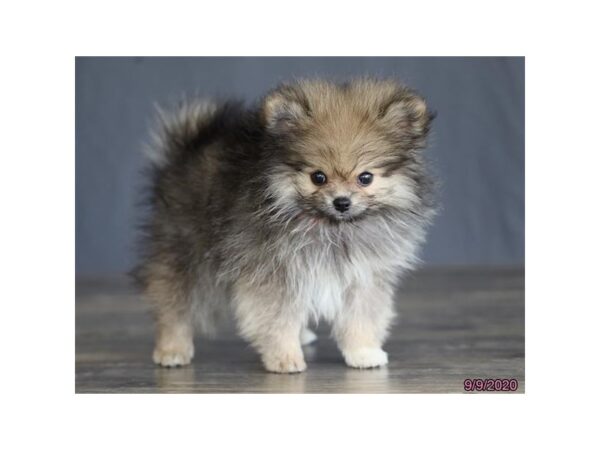 Pomeranian DOG Female Sable 19058 Petland Dalton, Georgia