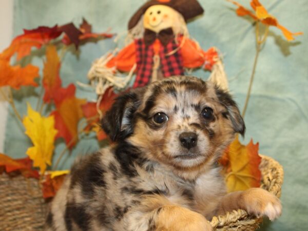 Chihuahua DOG Female SILVER DAPPLE 19056 Petland Dalton, Georgia