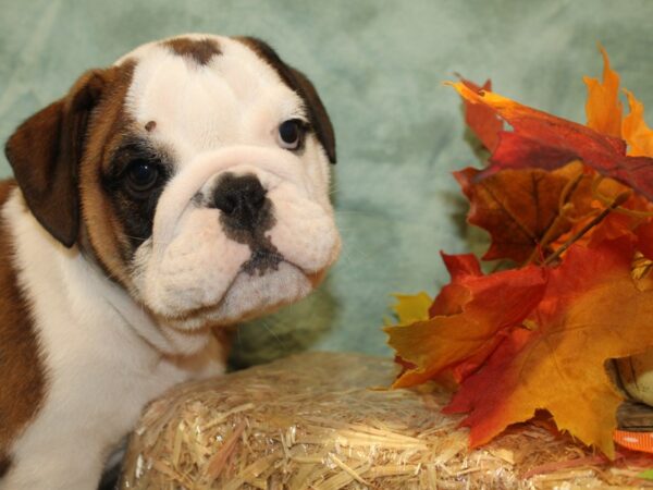 English Bulldog DOG Male FAWN WH 19053 Petland Dalton, Georgia