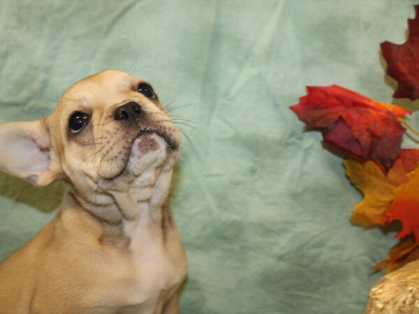 French Bulldog DOG Female FAWN 19048 Petland Dalton, Georgia