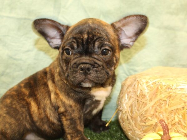 French Bulldog DOG Male BRINDLE 19049 Petland Dalton, Georgia