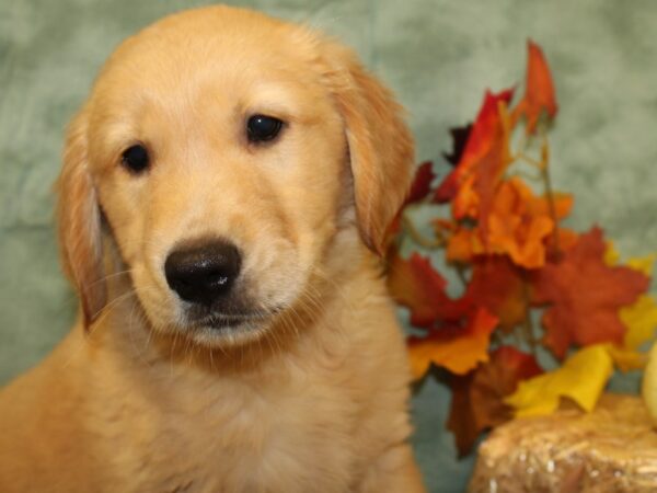 Golden Retriever DOG Male Golden 19047 Petland Dalton, Georgia