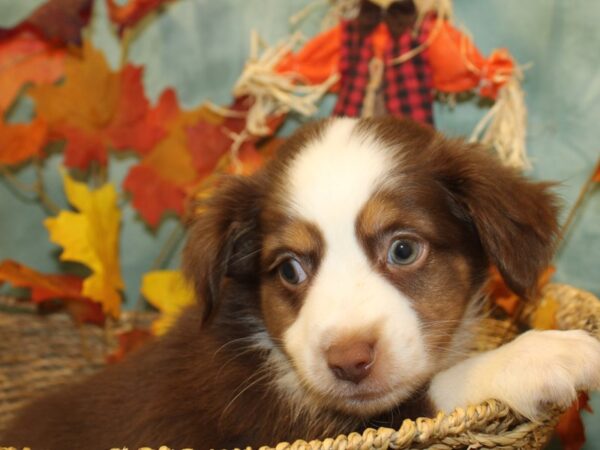 Mini Aussie-DOG-Male-RED TRI-19050-Petland Dalton, Georgia