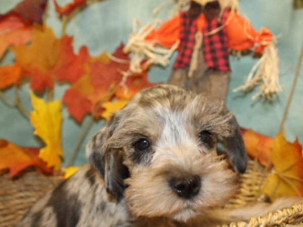 Mini Schnauzer DOG Male BLUE MERLE 19051 Petland Dalton, Georgia