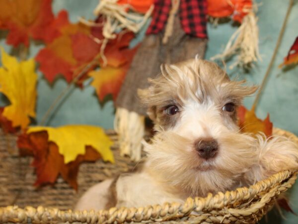 Mini Schnauzer-DOG-Male-LIVER MERLE-19052-Petland Dalton, Georgia