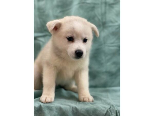 Huskimo-DOG-Female-SILVER WHITE-8543-Petland Dalton, Georgia