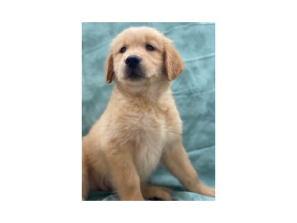 Golden Retriever DOG Female Golden 8542 Petland Dalton, Georgia