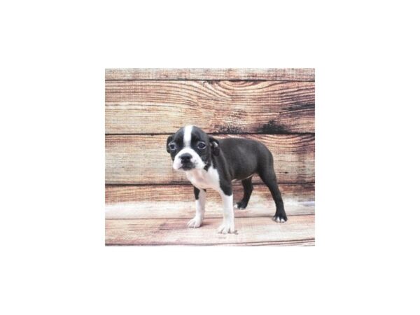 Boston Terrier DOG Female Black and White 19063 Petland Dalton, Georgia