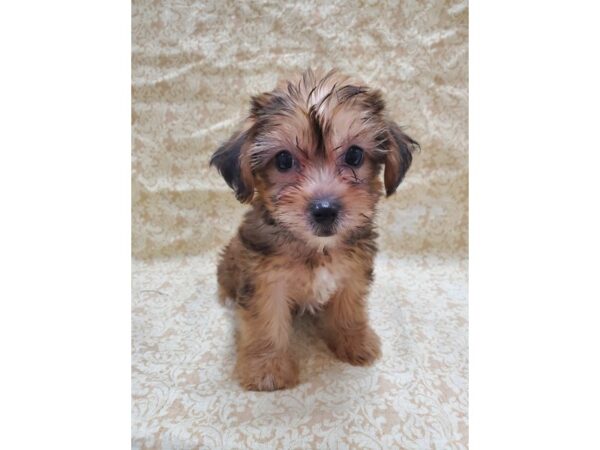 Yorkiepoo DOG Female BEIGE 8570 Petland Dalton, Georgia