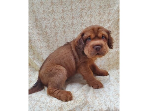 Mini Hippo-DOG-Male-RED-8568-Petland Dalton, Georgia