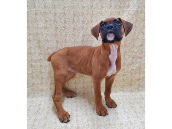 Boxer-DOG-Female-Fawn-8559-Petland Dalton, Georgia