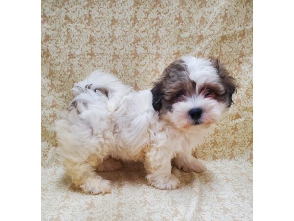 Teddy DOG Male brown white 8544 Petland Dalton, Georgia