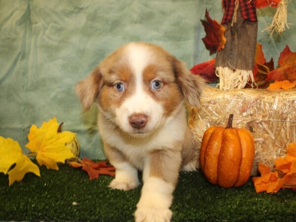 Miniature Australian Shepherd DOG Female RED MERLE 19066 Petland Dalton, Georgia