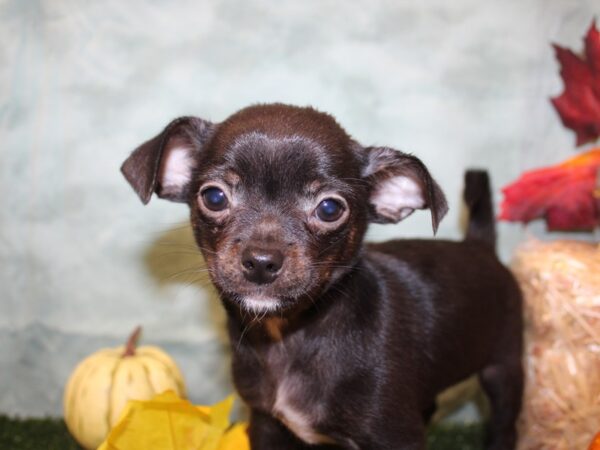 Chihuahua DOG Male BLK 19069 Petland Dalton, Georgia