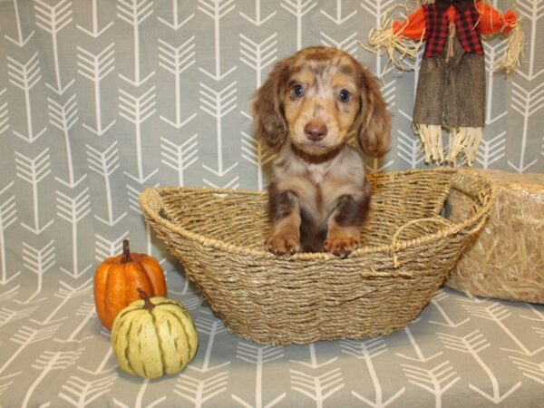 Dachshund DOG Male choc dapple 19059 Petland Dalton, Georgia