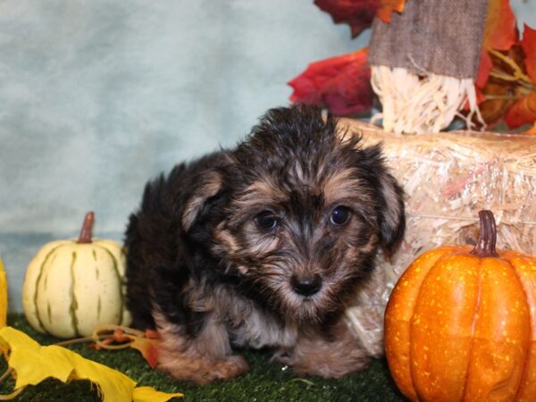 Yorkiepoo DOG Male BLK TAN 19068 Petland Dalton, Georgia