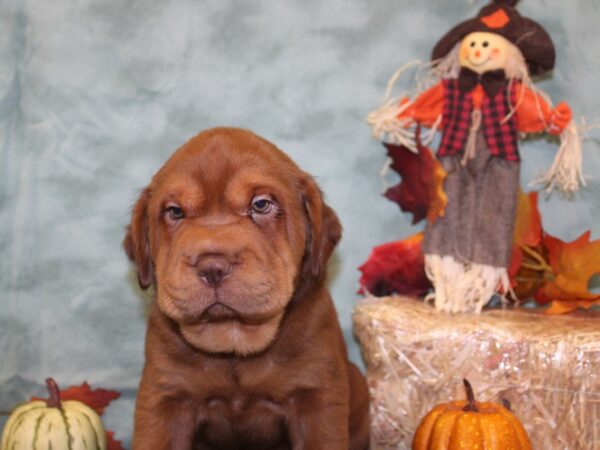 Mini Hippo-DOG-Male-RED-19067-Petland Dalton, Georgia