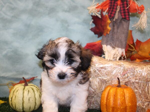 Teddy Bear DOG Female Brown & White 19072 Petland Dalton, Georgia