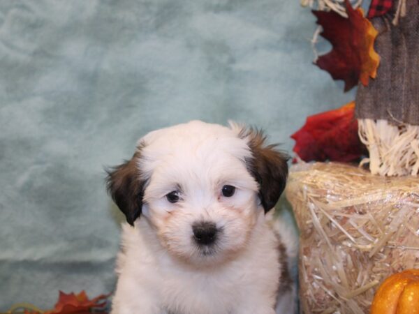 Teddy Bear DOG Male Brown & White 19071 Petland Dalton, Georgia