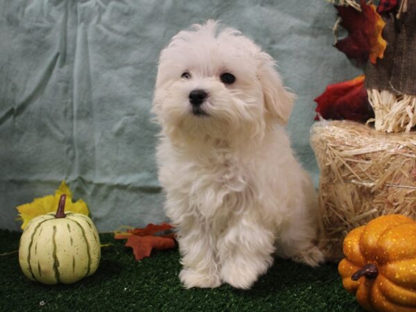 Maltese DOG Male White 19057 Petland Dalton, Georgia