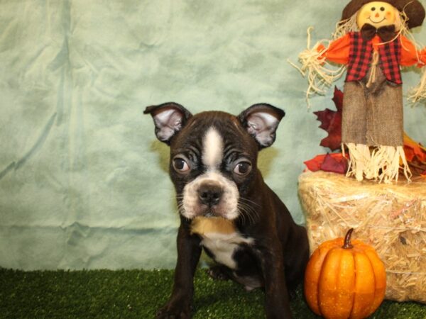 Boston Terrier DOG Male Black Brindle and White 19062 Petland Dalton, Georgia