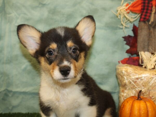 Pembroke Welsh Corgi DOG Male Black and Tan 19065 Petland Dalton, Georgia