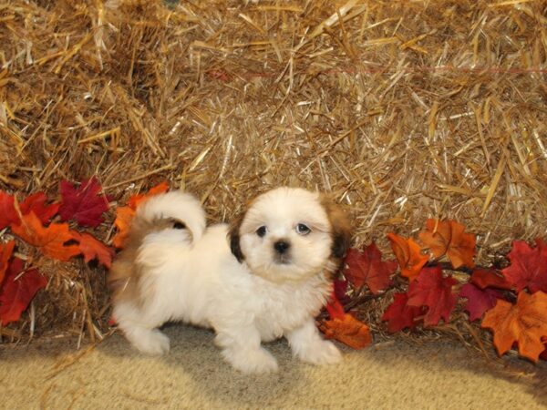 Shih Tzu DOG Female brown-white 19078 Petland Dalton, Georgia