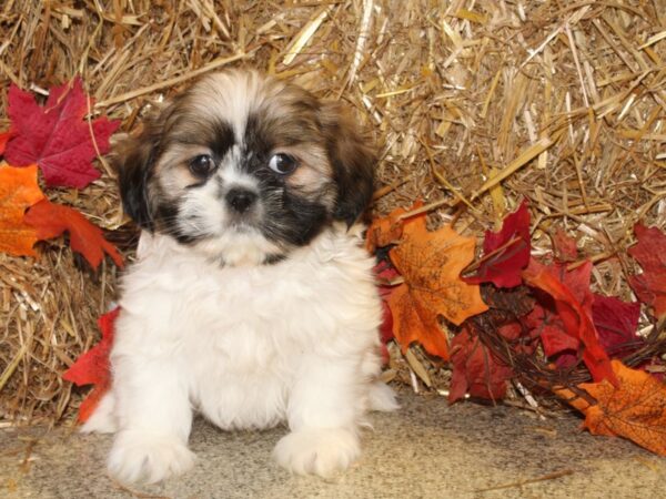 Shih Tzu DOG Male Brown / White 19077 Petland Dalton, Georgia