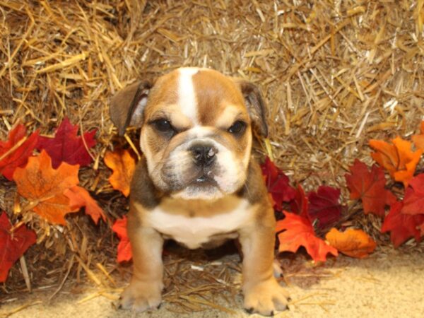 English Bulldog DOG Male Fawn and White 19074 Petland Dalton, Georgia