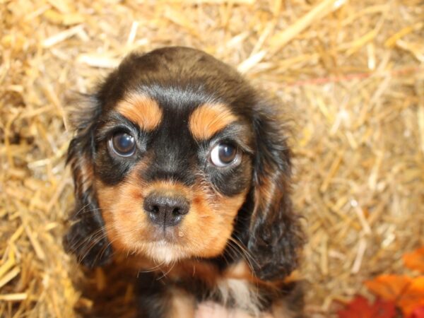 Cavalier King Charles Spaniel DOG Male Black and Tan 19075 Petland Dalton, Georgia